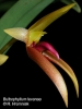 Bulbophyllum levanae  (1)